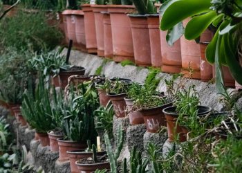 “Indoor Gardening Essentials: Tips for Happy Houseplants”